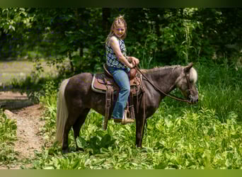 Weitere Ponys/Kleinpferde, Stute, 7 Jahre, 107 cm