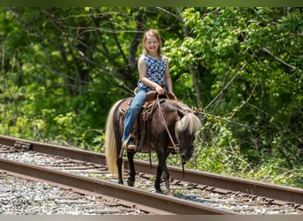 Weitere Ponys/Kleinpferde, Stute, 7 Jahre, 107 cm
