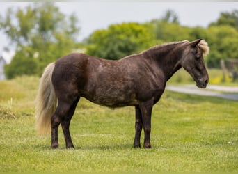 Weitere Ponys/Kleinpferde, Stute, 7 Jahre, 107 cm