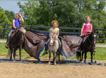 Weitere Ponys/Kleinpferde, Stute, 7 Jahre, 107 cm