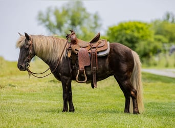Weitere Ponys/Kleinpferde, Stute, 7 Jahre, 107 cm