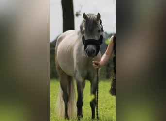 Weitere Ponys/Kleinpferde, Stute, 7 Jahre, 115 cm, Schimmel