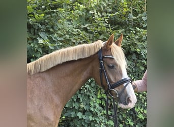 Weitere Ponys/Kleinpferde, Stute, 7 Jahre, 138 cm, Fuchs