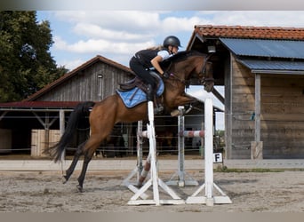Weitere Ponys/Kleinpferde, Stute, 7 Jahre, 140 cm, Brauner