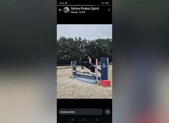 Weitere Ponys/Kleinpferde, Stute, 7 Jahre, 140 cm, Rappe