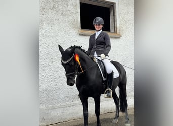 Weitere Ponys/Kleinpferde, Stute, 7 Jahre, 140 cm, Rappe