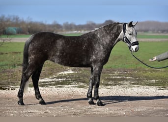 Weitere Ponys/Kleinpferde, Stute, 7 Jahre, 140 cm, Schimmel
