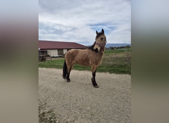 Weitere Ponys/Kleinpferde Mix, Stute, 7 Jahre, 141 cm, Falbe