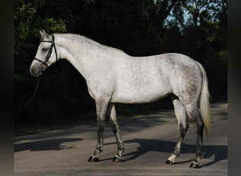 Weitere Ponys/Kleinpferde, Stute, 7 Jahre, 144 cm, Schimmel