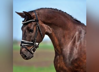 Weitere Ponys/Kleinpferde Mix, Stute, 7 Jahre, 145 cm, Dunkelfuchs