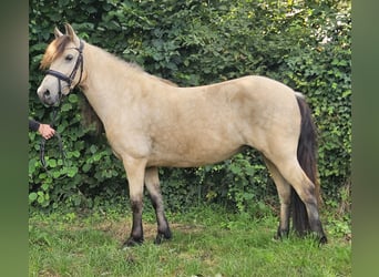 Weitere Ponys/Kleinpferde, Stute, 7 Jahre, 145 cm, Falbe