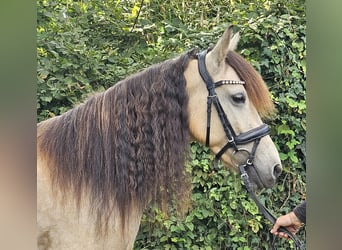 Weitere Ponys/Kleinpferde, Stute, 7 Jahre, 145 cm, Falbe