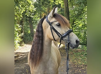 Weitere Ponys/Kleinpferde, Stute, 7 Jahre, 145 cm, Falbe