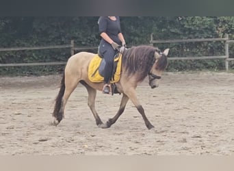 Weitere Ponys/Kleinpferde, Stute, 7 Jahre, 145 cm, Falbe