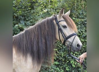 Weitere Ponys/Kleinpferde, Stute, 7 Jahre, 145 cm, Falbe
