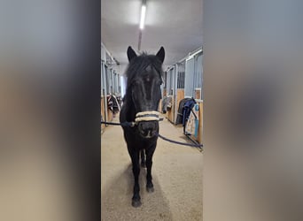 Weitere Ponys/Kleinpferde Mix, Stute, 7 Jahre, 145 cm, Rappe