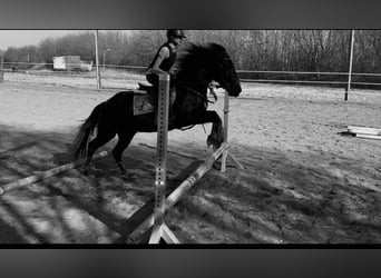 Weitere Ponys/Kleinpferde Mix, Stute, 7 Jahre, 145 cm, Rappe