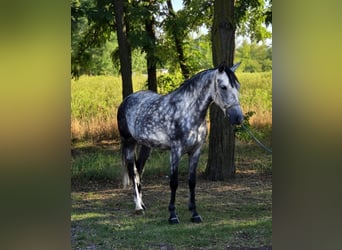 Weitere Ponys/Kleinpferde, Stute, 7 Jahre, 145 cm, Schimmel