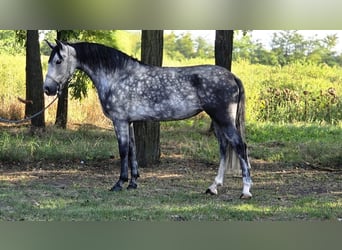 Weitere Ponys/Kleinpferde, Stute, 7 Jahre, 145 cm, Schimmel