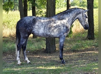 Weitere Ponys/Kleinpferde, Stute, 7 Jahre, 145 cm, Schimmel