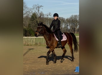 Weitere Ponys/Kleinpferde, Stute, 7 Jahre, 146 cm, Dunkelbrauner