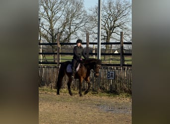 Weitere Ponys/Kleinpferde, Stute, 7 Jahre, 146 cm, Dunkelbrauner