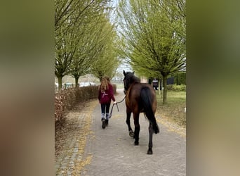 Weitere Ponys/Kleinpferde, Stute, 7 Jahre, 146 cm, Dunkelbrauner