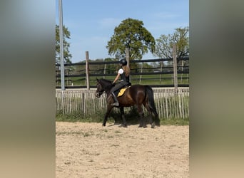 Weitere Ponys/Kleinpferde, Stute, 7 Jahre, 146 cm, Dunkelbrauner
