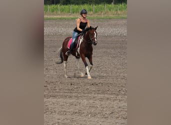 Weitere Ponys/Kleinpferde, Stute, 7 Jahre, 146 cm, Schecke
