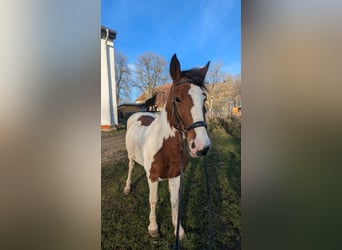 Weitere Ponys/Kleinpferde, Stute, 7 Jahre, 146 cm, Schecke