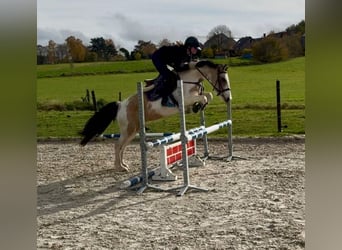 Weitere Ponys/Kleinpferde, Stute, 7 Jahre, 146 cm, Schecke