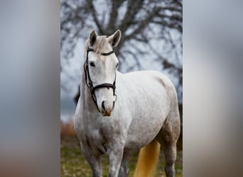 Weitere Ponys/Kleinpferde, Stute, 7 Jahre, 146 cm, Schimmel