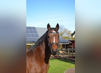 Weitere Ponys/Kleinpferde Mix, Stute, 7 Jahre, 147 cm, Brauner