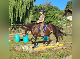 Weitere Ponys/Kleinpferde, Stute, 7 Jahre, 147 cm, Dunkelbrauner