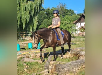 Weitere Ponys/Kleinpferde, Stute, 7 Jahre, 147 cm, Dunkelbrauner