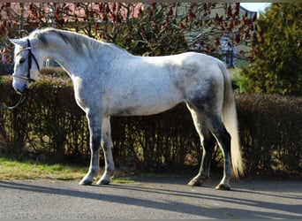 Weitere Ponys/Kleinpferde, Stute, 7 Jahre, 147 cm, Schimmel