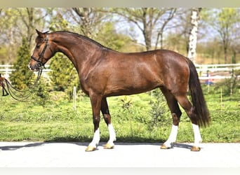 Weitere Ponys/Kleinpferde, Stute, 7 Jahre, 148 cm, Fuchs