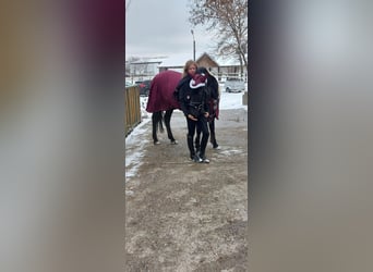 Weitere Ponys/Kleinpferde, Stute, 7 Jahre, 148 cm, Rappe