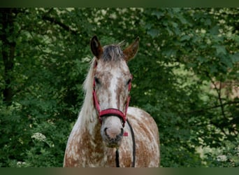 Weitere Ponys/Kleinpferde Mix, Stute, 7 Jahre, 149 cm, Tigerschecke
