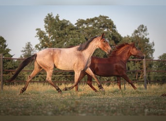 Weitere Ponys/Kleinpferde Mix, Stute, 7 Jahre, 150 cm