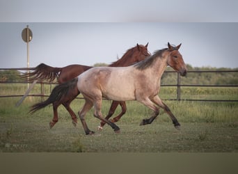Weitere Ponys/Kleinpferde Mix, Stute, 7 Jahre, 150 cm