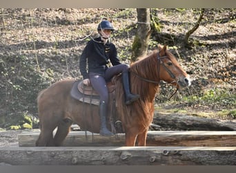 Weitere Ponys/Kleinpferde Mix, Stute, 7 Jahre, 150 cm, Fuchs