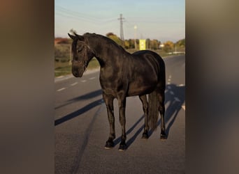 Weitere Ponys/Kleinpferde, Stute, 7 Jahre, 150 cm, Rappe