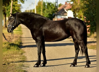 Weitere Ponys/Kleinpferde, Stute, 7 Jahre, 150 cm, Rappe