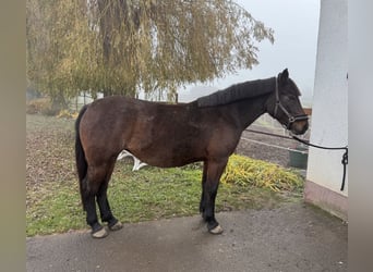 Weitere Ponys/Kleinpferde Mix, Stute, 7 Jahre, 151 cm, Falbe