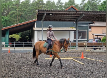 Weitere Ponys/Kleinpferde Mix, Stute, 7 Jahre, 152 cm, Rotbrauner