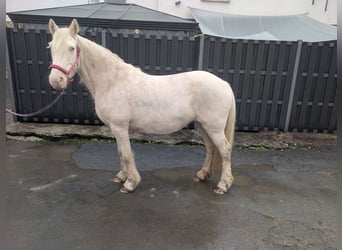 Weitere Ponys/Kleinpferde, Stute, 7 Jahre, 153 cm, Cremello