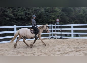 Weitere Ponys/Kleinpferde, Stute, 7 Jahre, 153 cm, Cremello