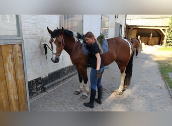 Weitere Ponys/Kleinpferde, Stute, 7 Jahre, 154 cm, Schecke
