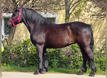 Weitere Ponys/Kleinpferde, Stute, 7 Jahre, 155 cm, Rappe